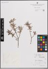 Foto von Salix eleagnos subsp. eleagnos Scop.